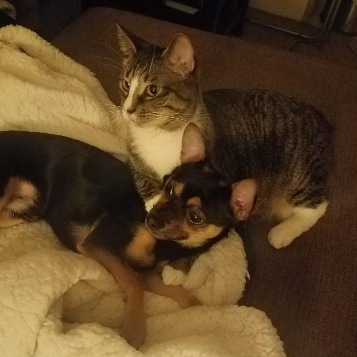 These are our two incredibly spoiled fur babies, Mr. Muffin and Cocoa!