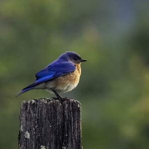 Bird Watching Tour Costa Rica