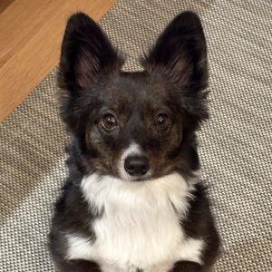 Agave Dog Rescue Fund