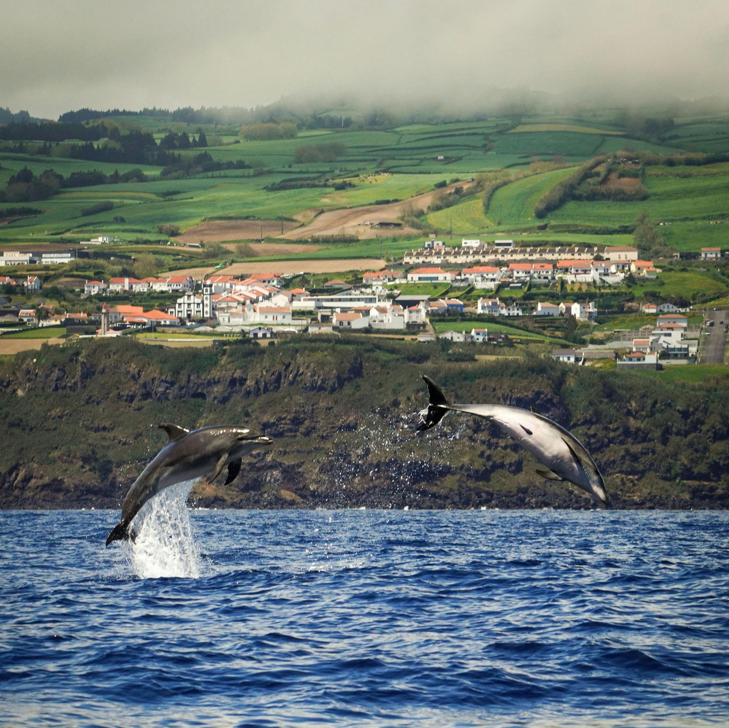 Whale Watching