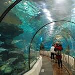 The Dallas World Aquarium