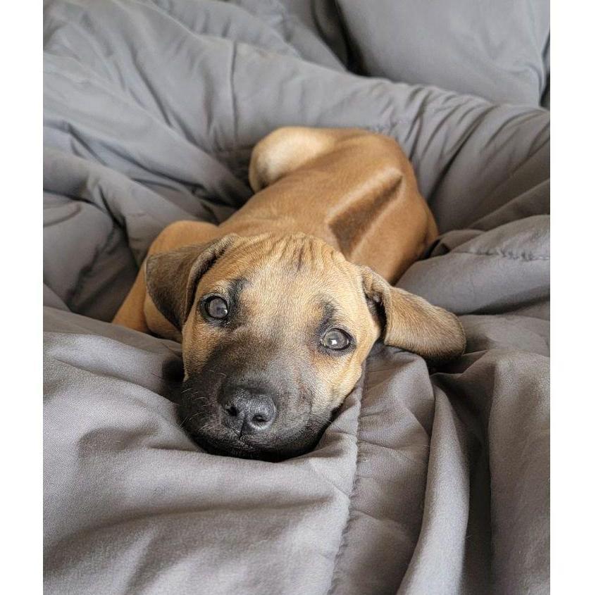 Bodhi joined our family May 20, 2023