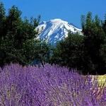 Hood River Lavender Farms