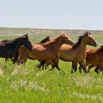 Wind River Wild Horse Sanctuary