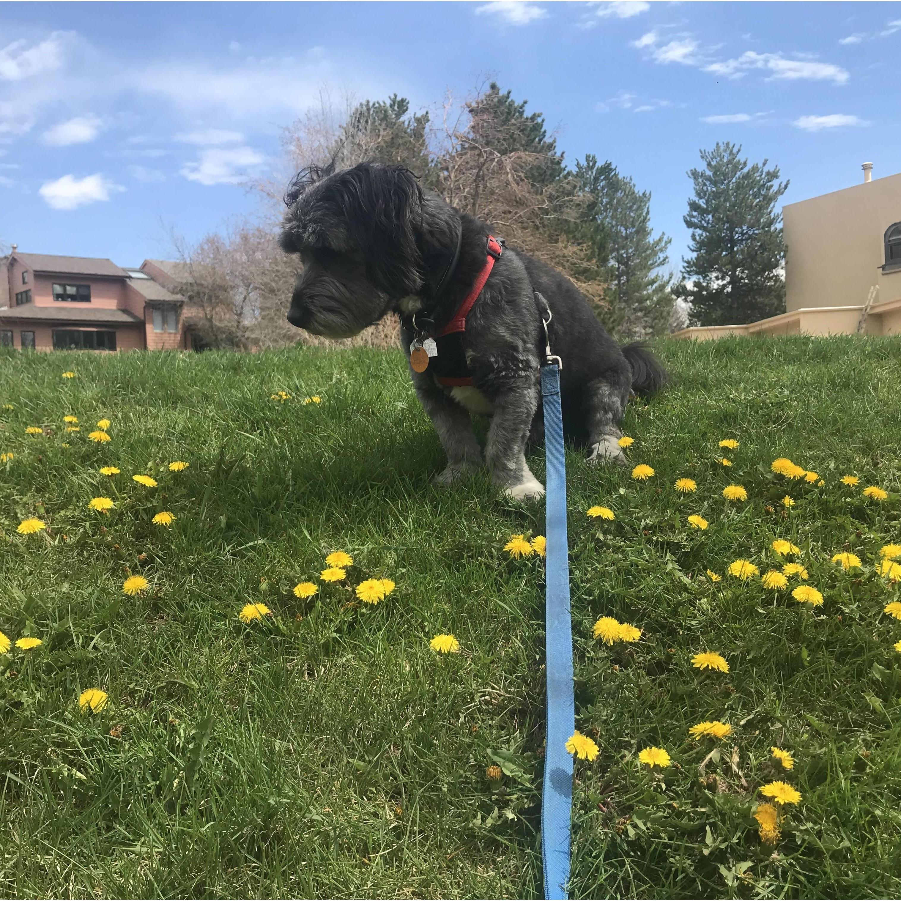 Our dog, Remi