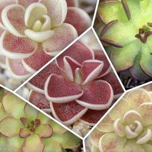 Carnivorous Plants Fund