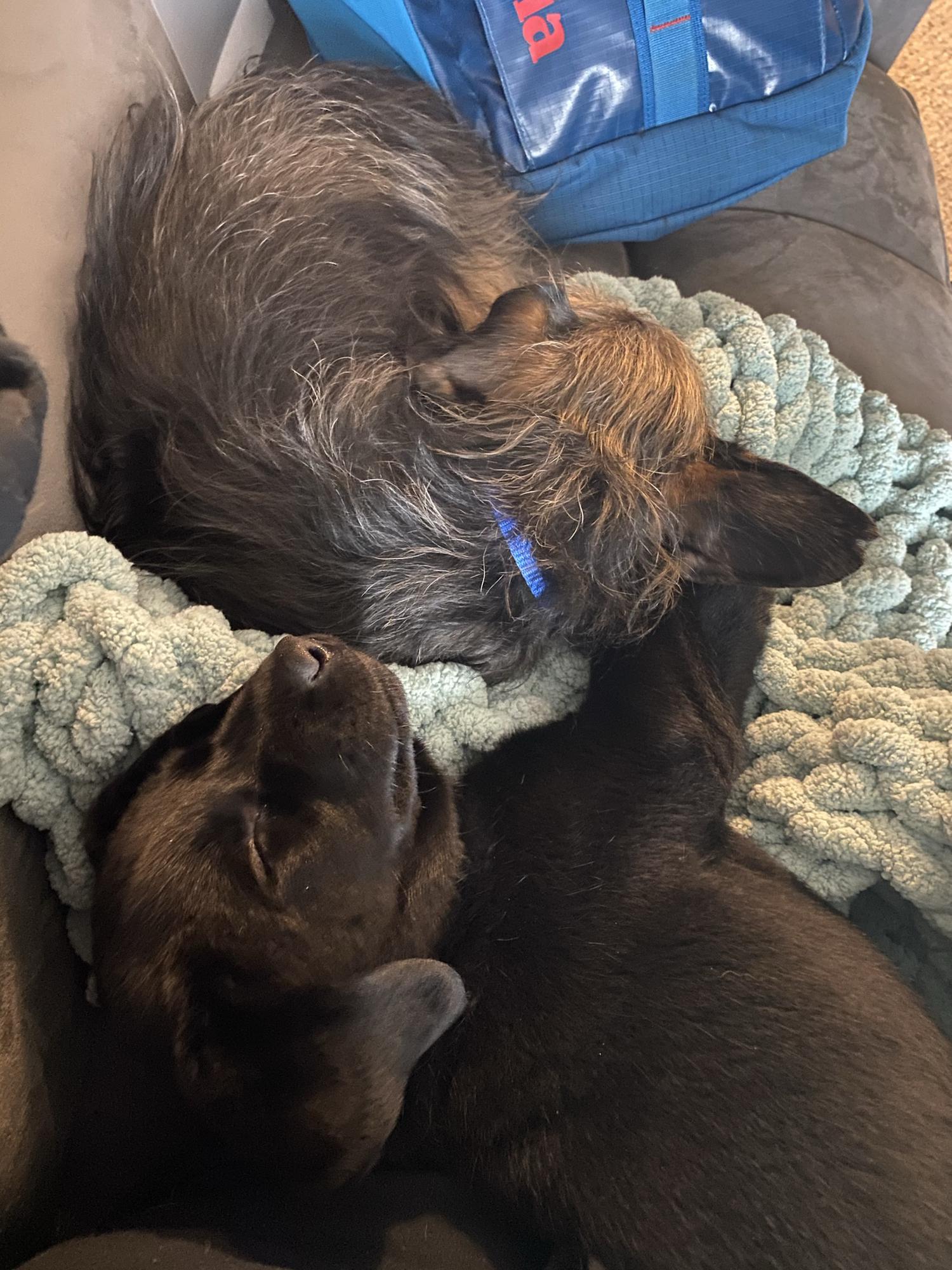 Found our sweet little Labrador together