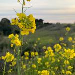Lake Los Carneros Park
