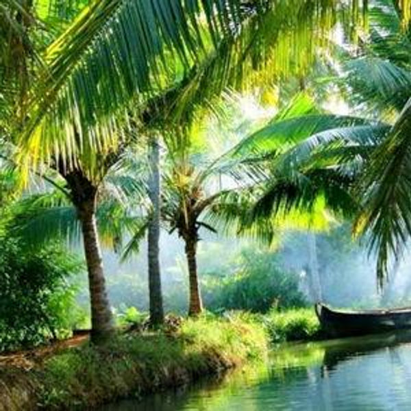 Honeymoon in Kochi