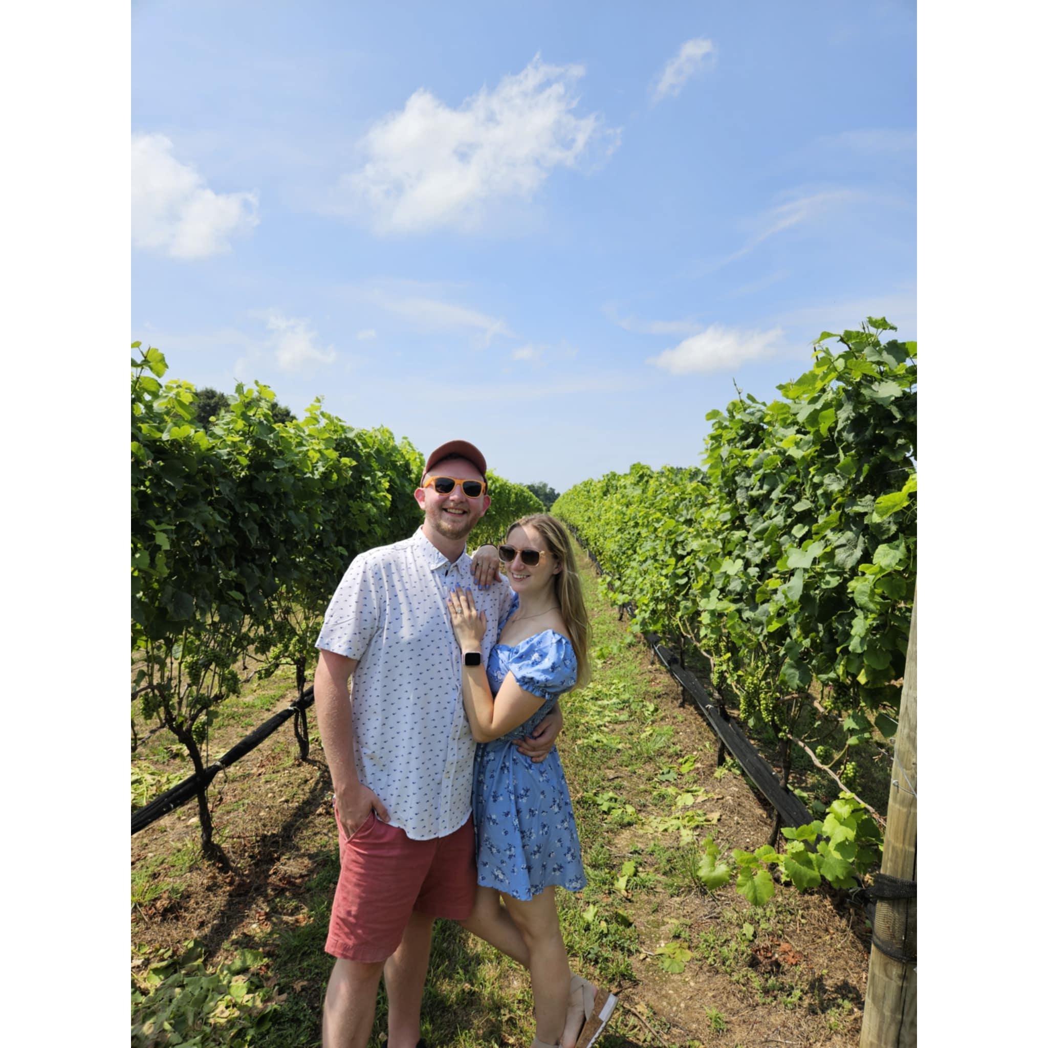 Sannino Vineyard, July 30th 2024