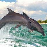 Little Toot Dolphin Adventure - #1 Dolphin Tour in the USA!