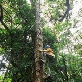 Treetopia Park