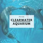 Clearwater Marine Aquarium