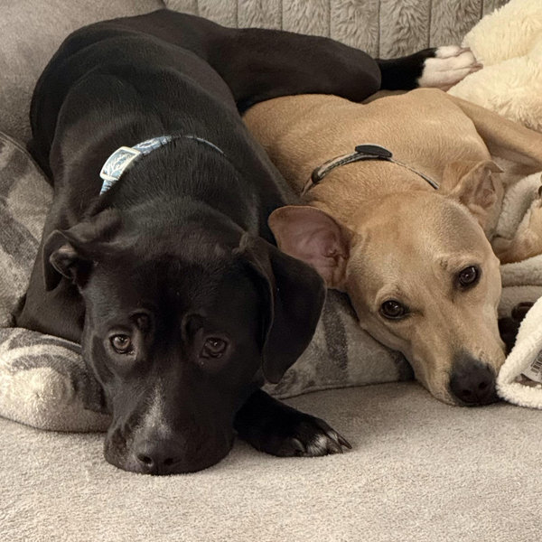 Our Pet Toy Fund