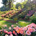 International Rose Test Garden