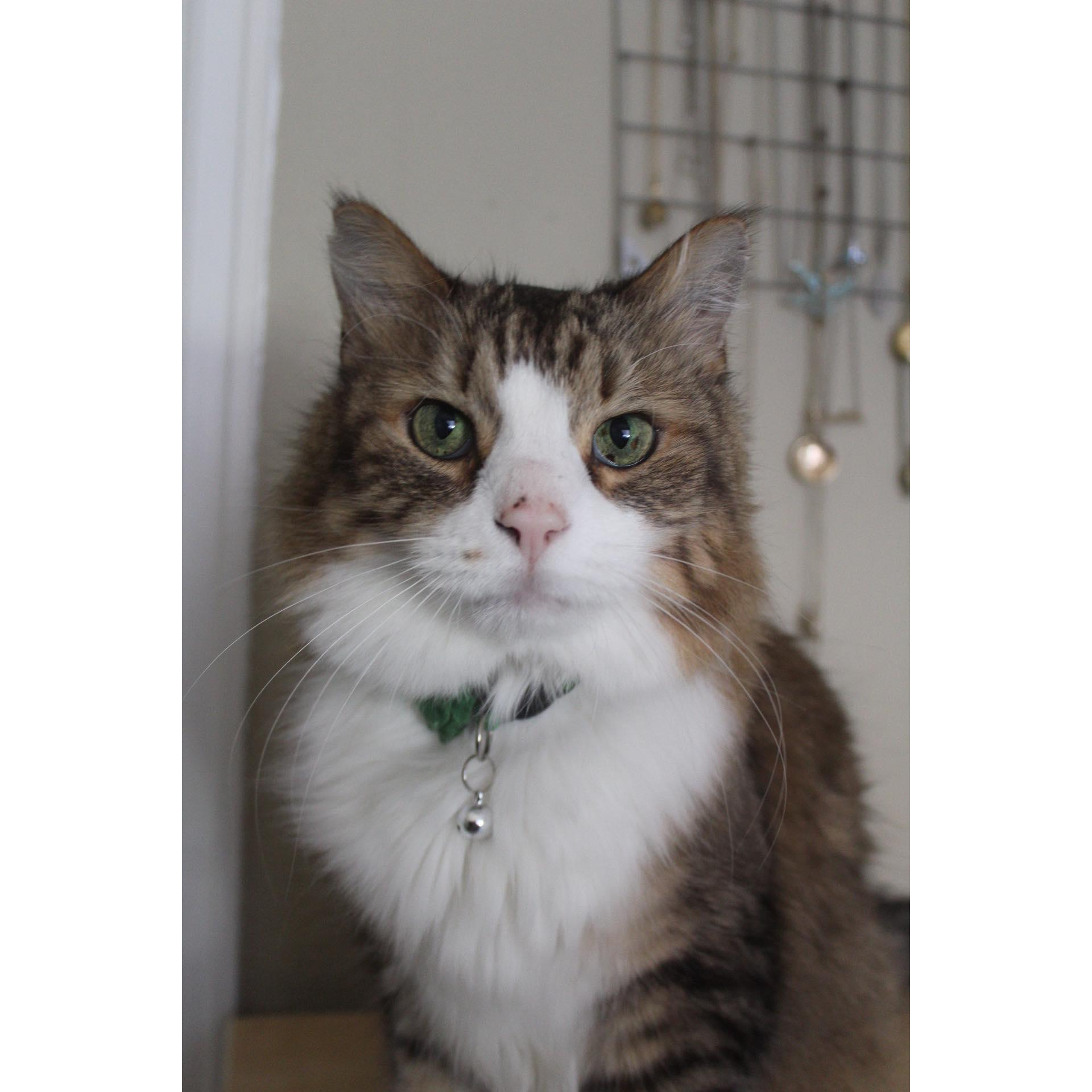 This is Chance, our Maine coon.