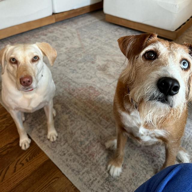 A Year of Hachi & Rosie Treats & Toys