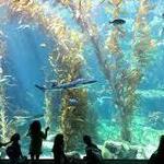 Birch Aquarium at Scripps