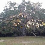 Fairchild Oak