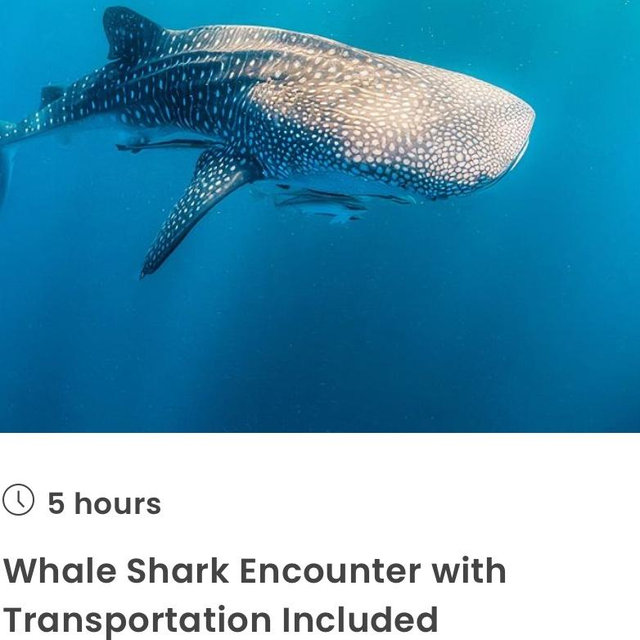 Whale Shark Experience for DustyMarie