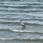 Whidbey Island