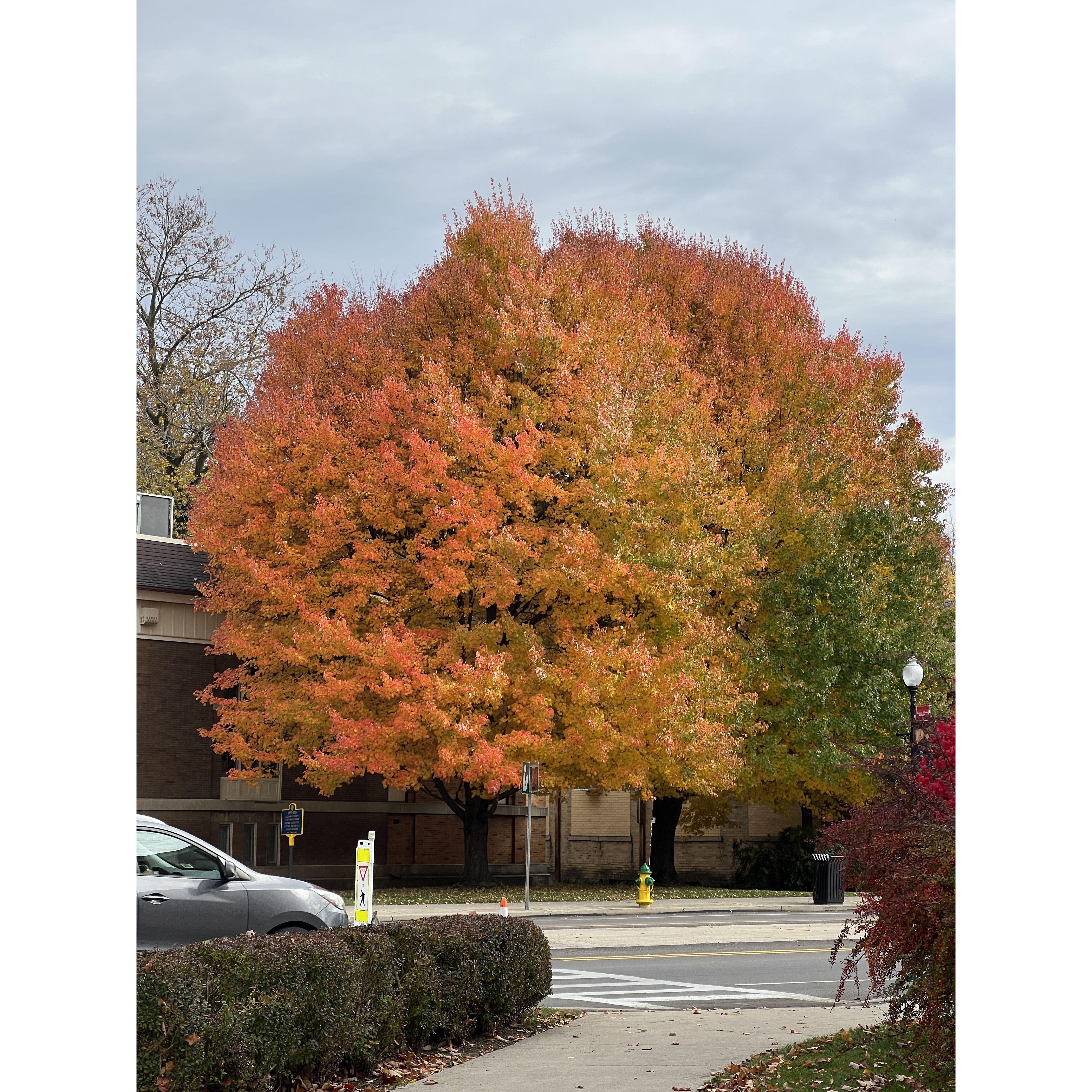 Warsaw Public Library's tree in autumn