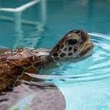 Loggerhead Marinelife Center