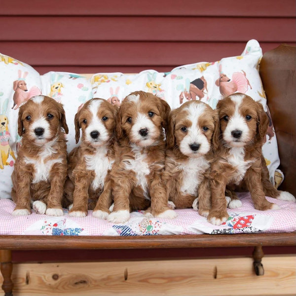 Puppy Fund