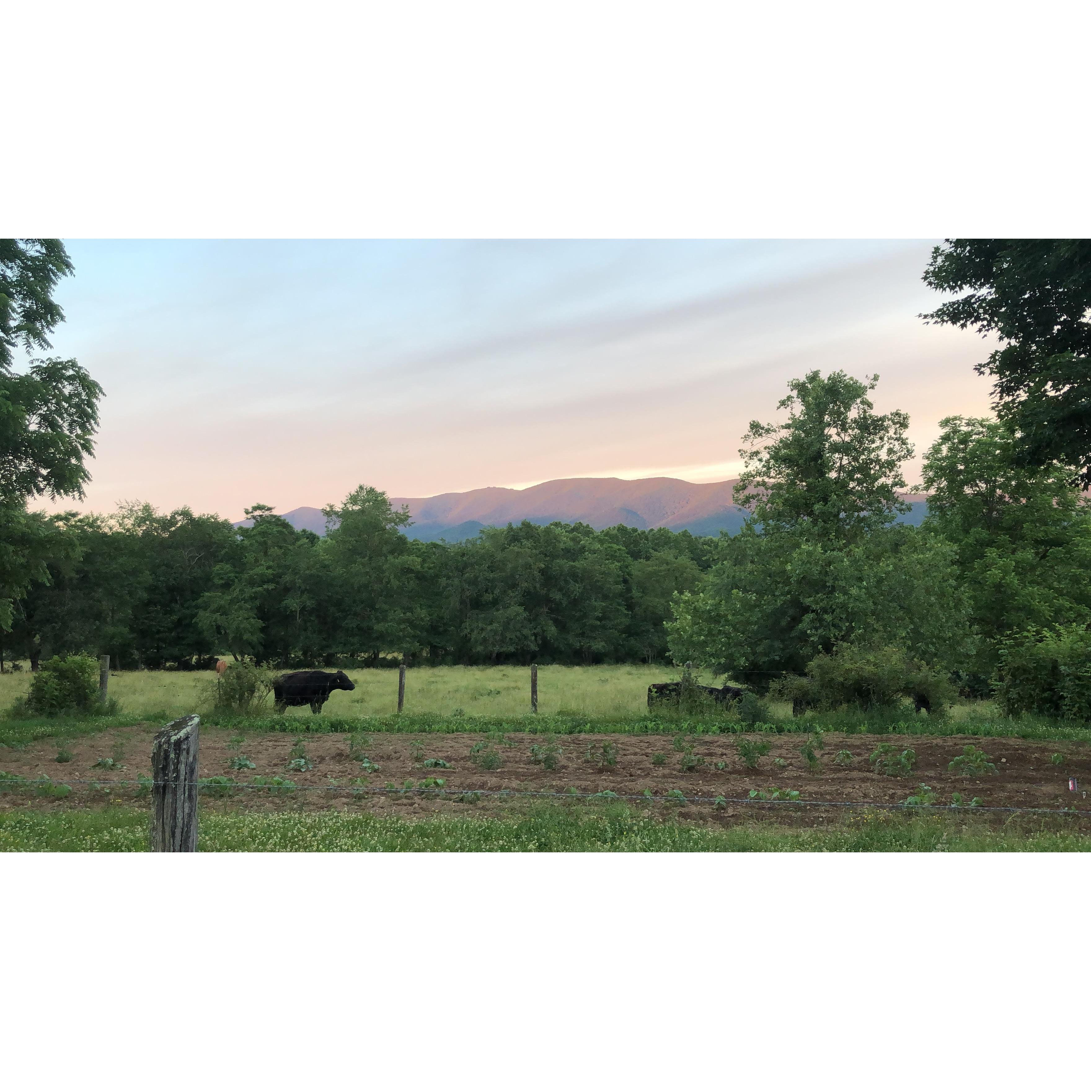 What a view!! (Yes the cows will not be in the field leading up to and during the reception)