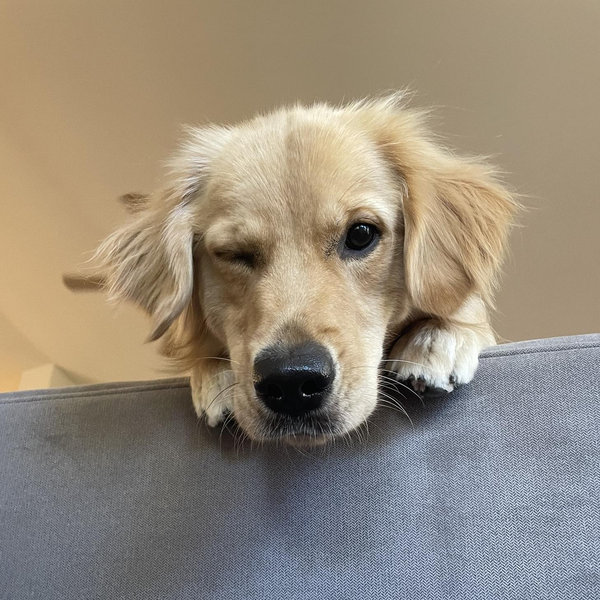 Olive & Ivy treat fund