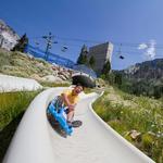 Snowbird