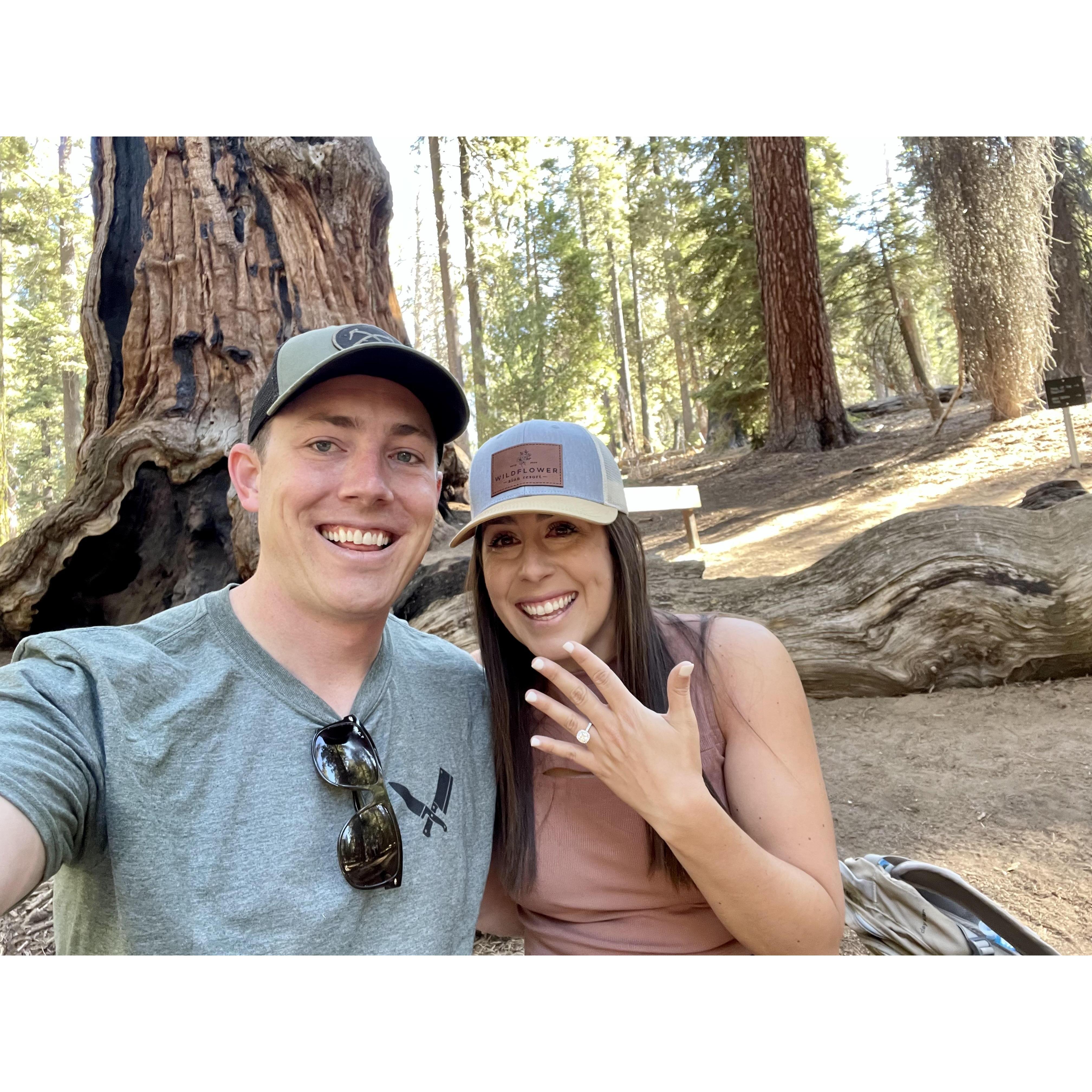 Sequoias Engagement