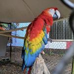 Uncle Sandy's Macaw Bird Park