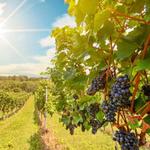 Long Island Wine Country