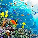 OdySea Aquarium