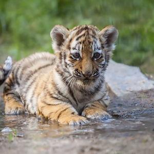Our Favorite Charity - World Wildlife Fund