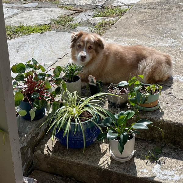 Gloria's house plant tour (rare find, usually all booked up)