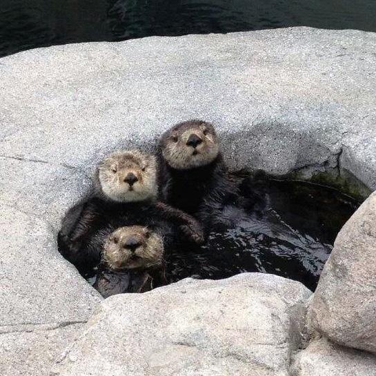 Tickets to the Monterey Bay Aquarium