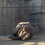 San Diego Zoo