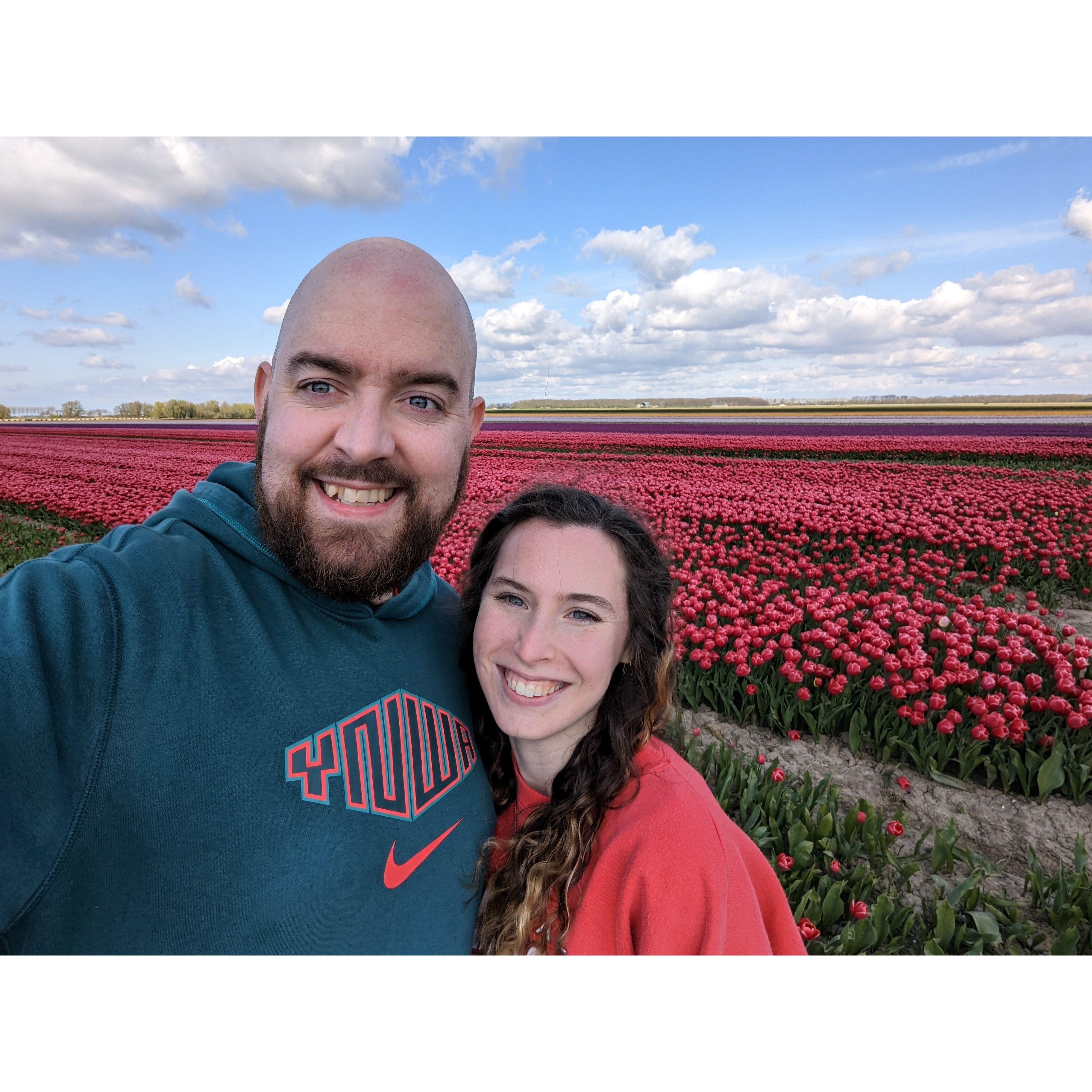 Tulip Fields in The Netherlands