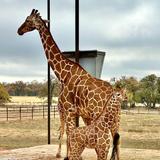 Longneck Manor