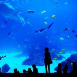Seattle Aquarium