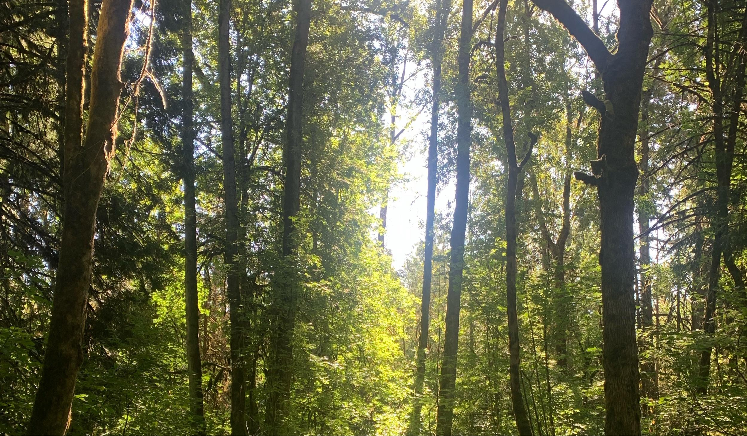 The Wedding Website of Courtney Vay and Osho Levin