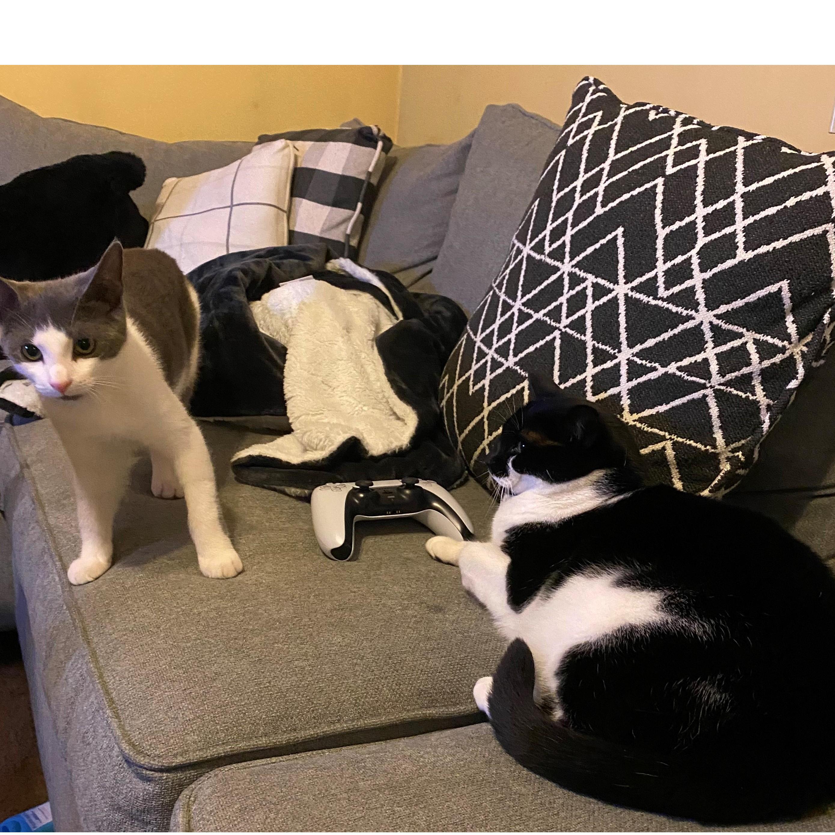 The Furbabies:

Gizmo and Leia