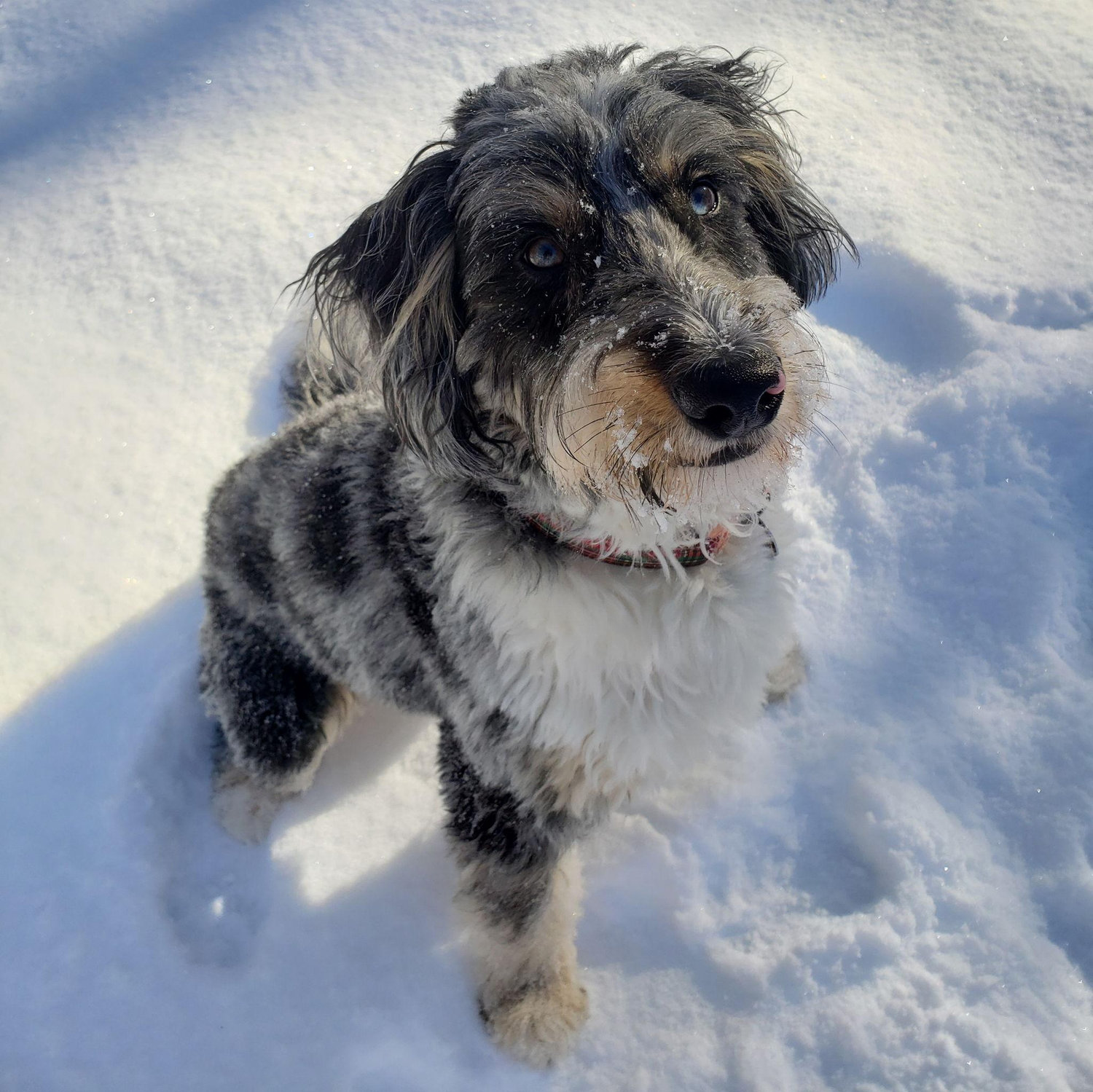 Snow pup