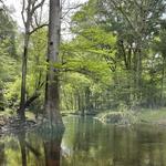 Suwannee River State Park