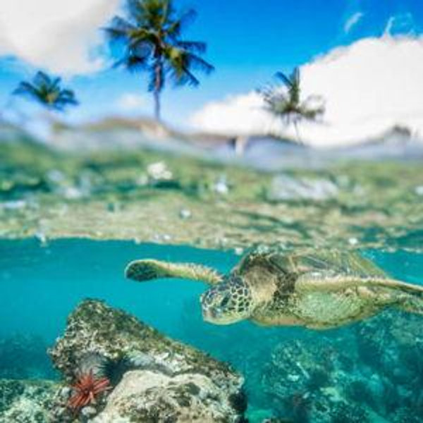Donate to ʻĀkoʻakoʻa Reef Restoration Program