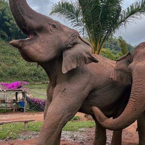 Morning elephant bathing ritual in Chiang Rai🐘