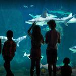 Loveland Living Planet Aquarium