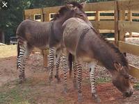 Chestatee Wildlife Preserve & Zoo